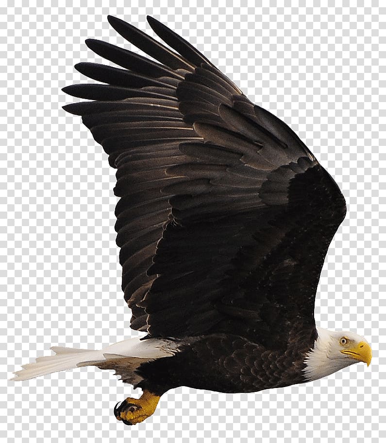 Bald Eagle Buzzard Hawk Vulture, eagle transparent background PNG clipart