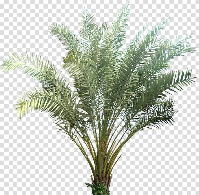 Phoenix sylvestris Date palm Plant Arecaceae Tropics, palm leaves transparent background PNG clipart