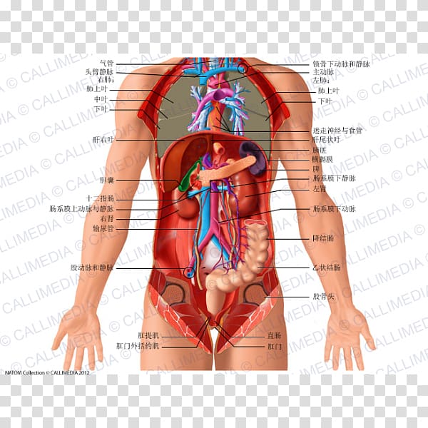 Organ Human body Abdomen Anatomy Coronal plane, human respiratory system transparent background PNG clipart