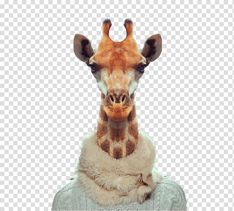 Zoo Portraits Visual arts grapher , giraffe transparent background PNG clipart