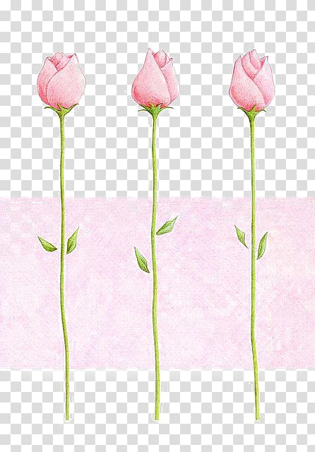 Paper Pink Drawing Rose, Pink roses transparent background PNG clipart