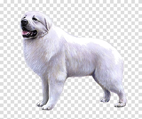 Great Pyrenees Slovak Cuvac Dog breed Maremma Sheepdog Polish Tatra Sheepdog, great pyrenees transparent background PNG clipart