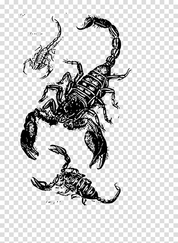 Drawing Scorpion , Scorpion transparent background PNG clipart