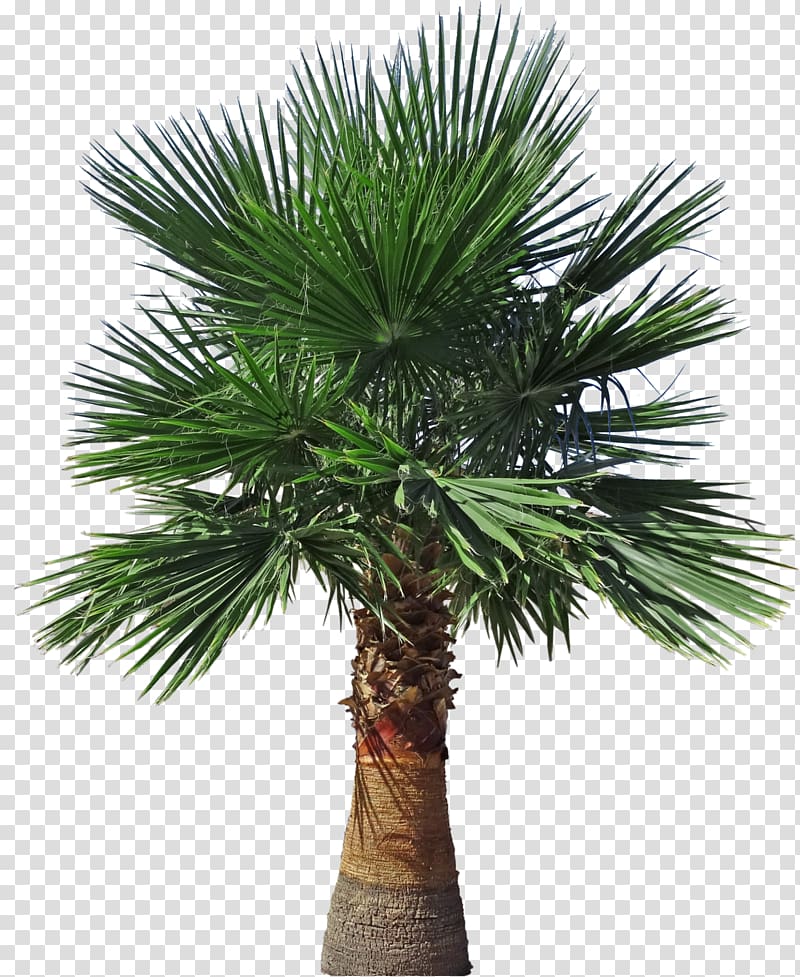 Asian palmyra palm Arecaceae Brazil Ficus microcarpa Tree, plumeria alba tree transparent background PNG clipart