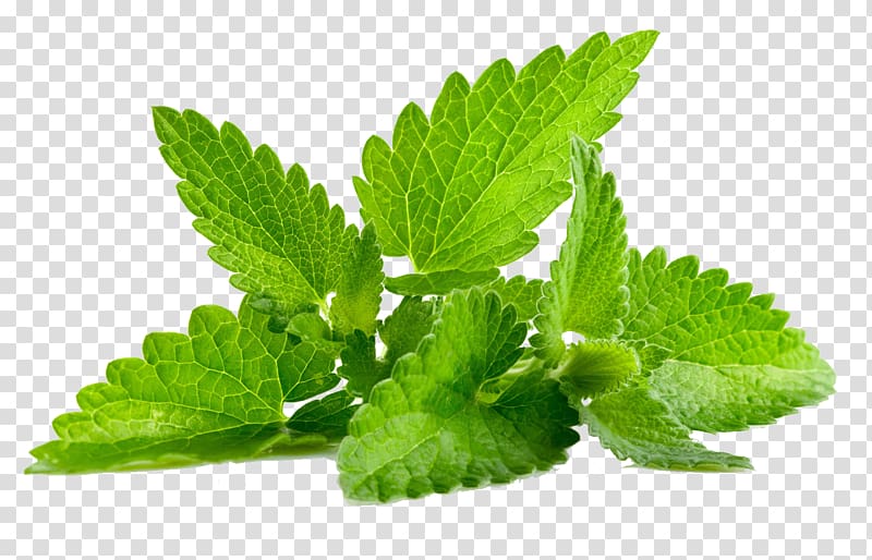 Mentha spicata Patchouli Peppermint Flavor, Mint , green leaves transparent background PNG clipart