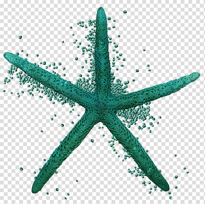 Starfish Sea Echinoderm Animal Ocean, acid sulphur spring transparent background PNG clipart