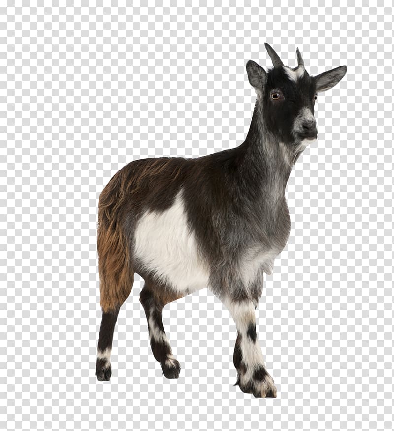 black and white goat , Pygmy goat Toggenburg goat Russian White goat Mountain goat, over transparent background PNG clipart