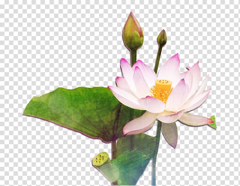 Nelumbo nucifera Flower Lotus seed, Chinese style lotus transparent background PNG clipart