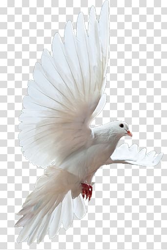 Columbidae , others transparent background PNG clipart