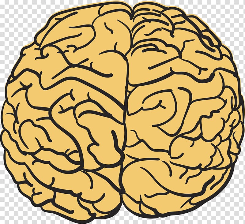 Human brain T-shirt Agy Drawing, Cartoon hand drawing brain transparent background PNG clipart