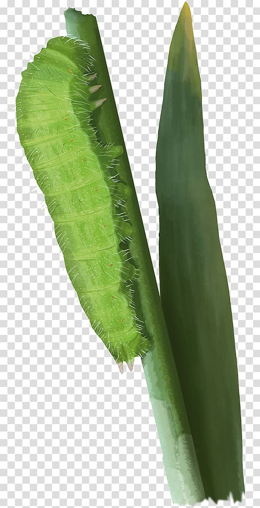 Banana leaf Vegetable Plant stem, trifolium transparent background PNG clipart