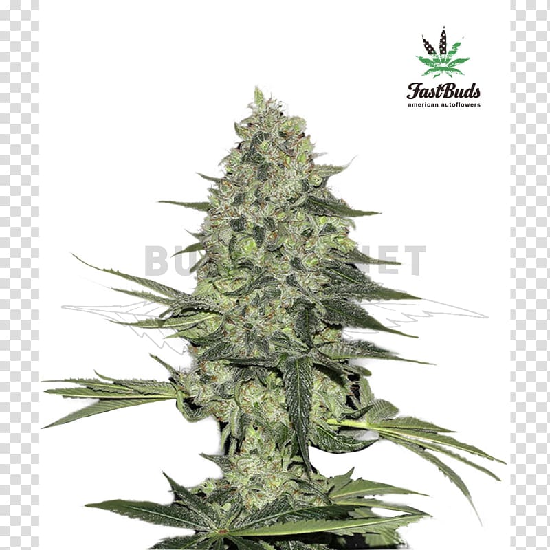 Autoflowering cannabis Rhinoceros Seed bank Marijuana, others transparent background PNG clipart