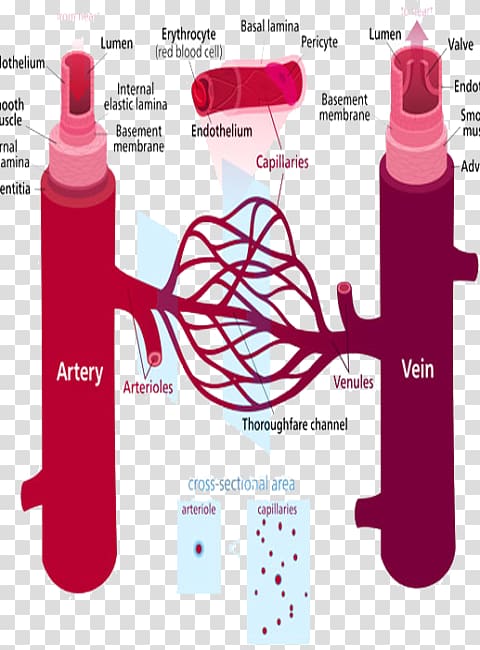 Peripheral artery disease Blood vessel Peripheral vascular system Hypertension, Disease Prevention transparent background PNG clipart