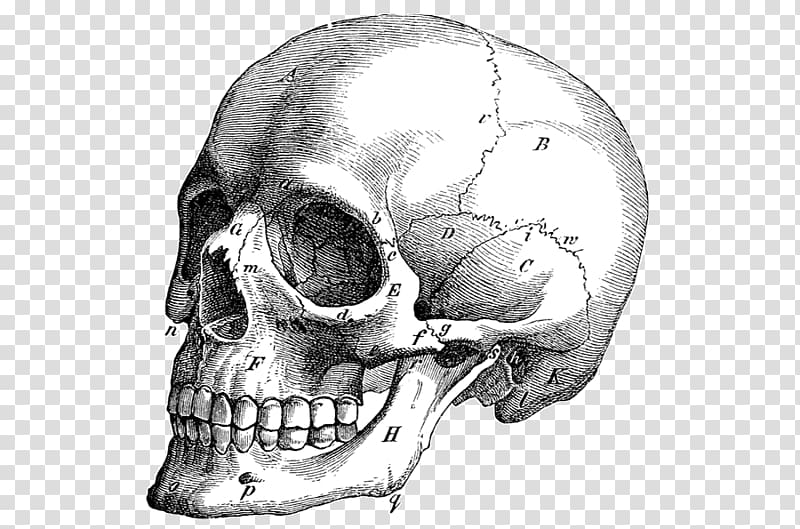 Skull graphics Illustration Drawing Anatomy, skull transparent background PNG clipart