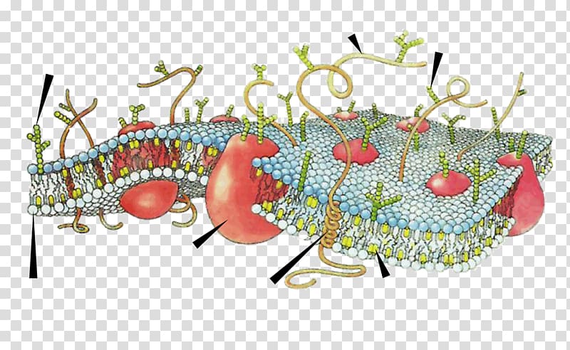 Cell membrane Biological membrane Biology, membrane transparent background PNG clipart