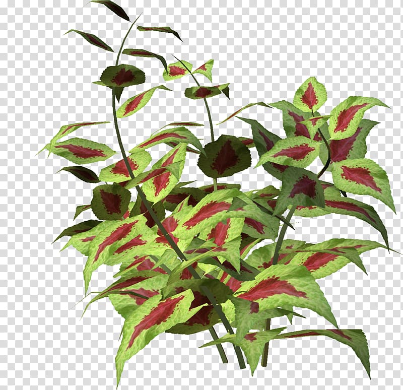 Plant Flower , shrubs transparent background PNG clipart