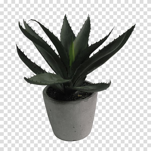 Aloe vera Flowerpot Houseplant, succulent border transparent background PNG clipart