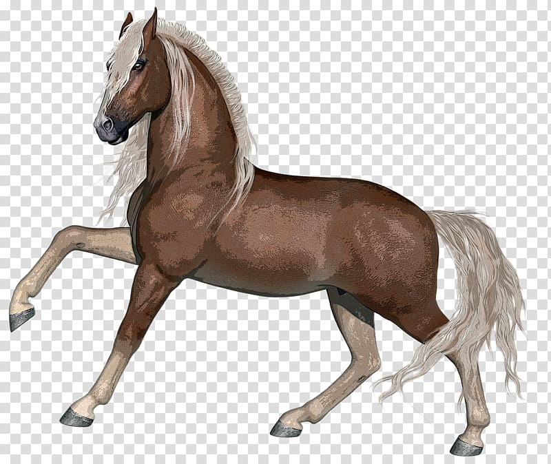 Stallion Foal Mare Arabian horse Portable Network Graphics, stallion horse color transparent background PNG clipart