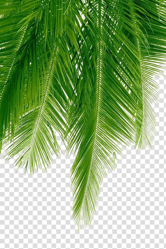 green palm tree, Arecaceae Coconut, Palm leaves transparent background PNG clipart