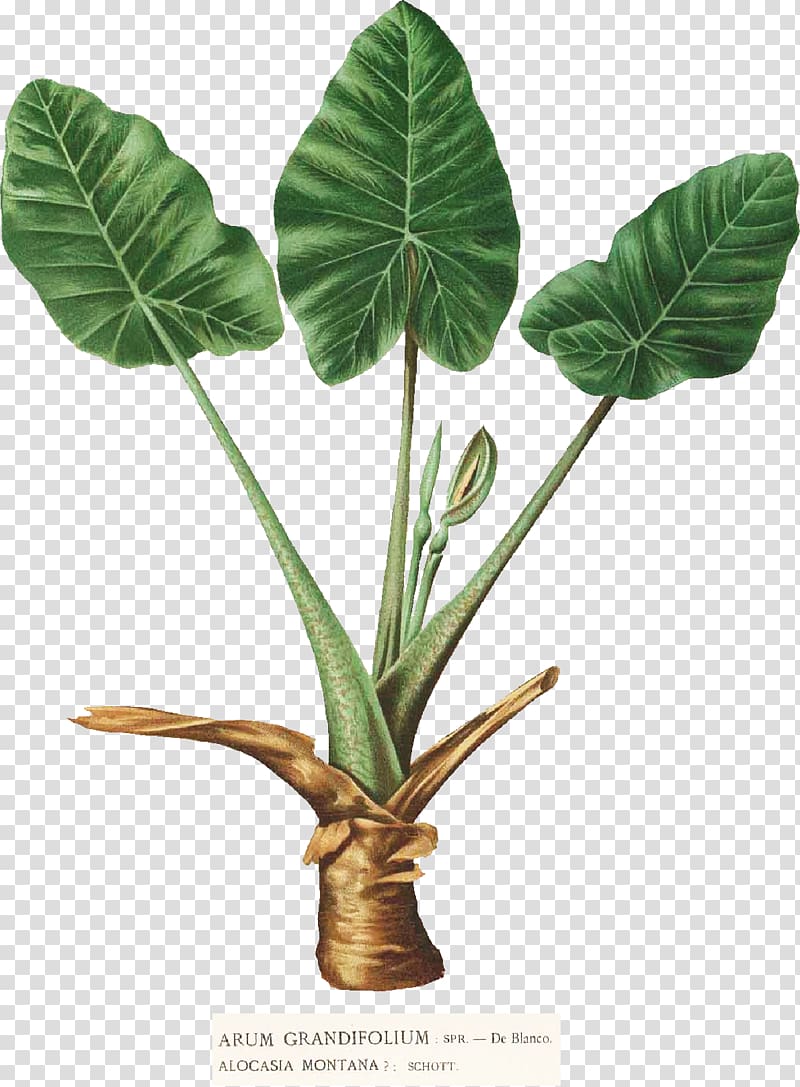 Alocasia macrorrhizos Taro Alocasia odora Leaf Alocasia cucullata, Leaf transparent background PNG clipart