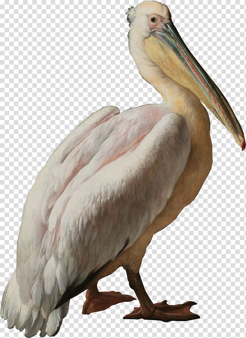 Pelican Seabird Pelecaniformes Water bird, pelican transparent background PNG clipart