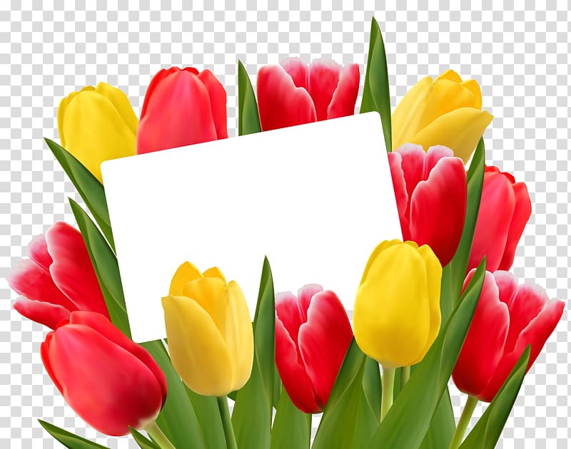 multicolored flowers and white card illustration, Tulip Flower Valentine\'s Day , Red and Yellow Tulips Decoration transparent background PNG clipart