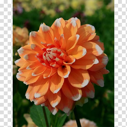 Dahlia Annual plant, squill transparent background PNG clipart
