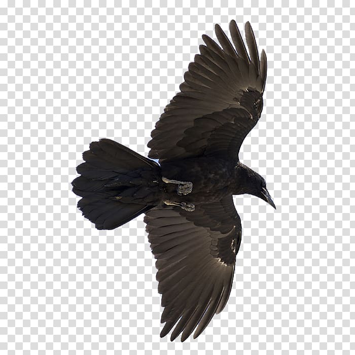 Common raven Odin Bird Huginn and Muninn, bird transparent background PNG clipart
