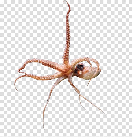 Octopus Insect Cephalopod Pest, q version of the octopus transparent background PNG clipart