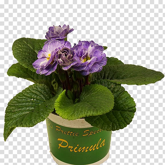 Primrose Flowerpot Violet Geraniums Nursery, violet transparent background PNG clipart