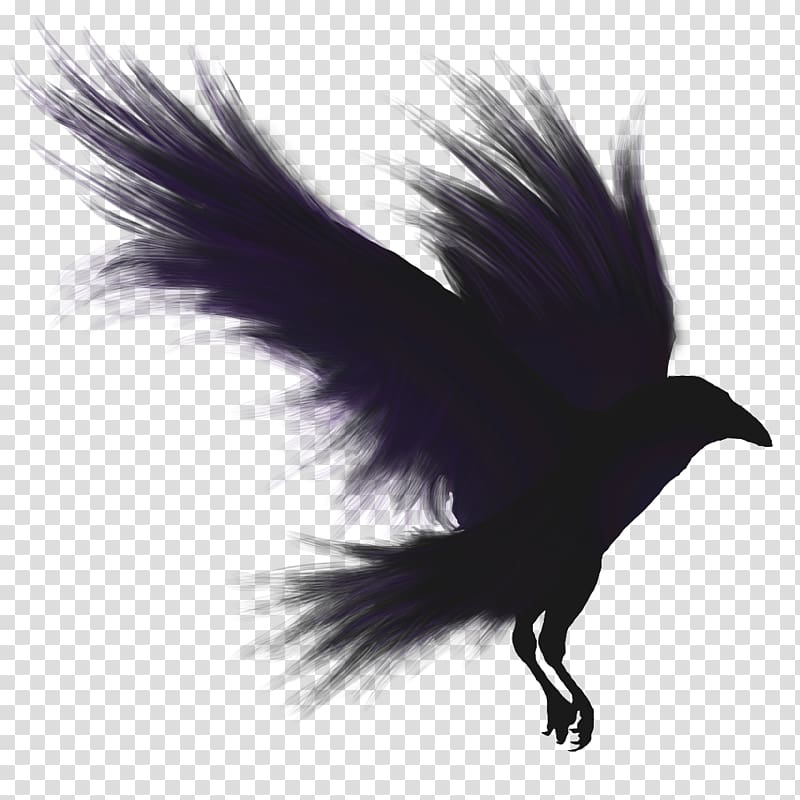 black raven flying