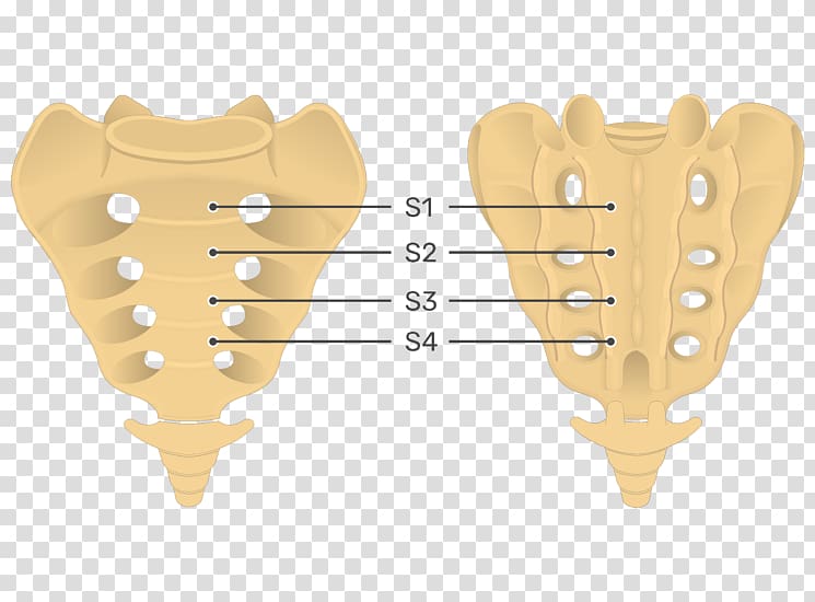 Sacrum Human anatomy Vertebral column Coccyx, vertebral column transparent background PNG clipart