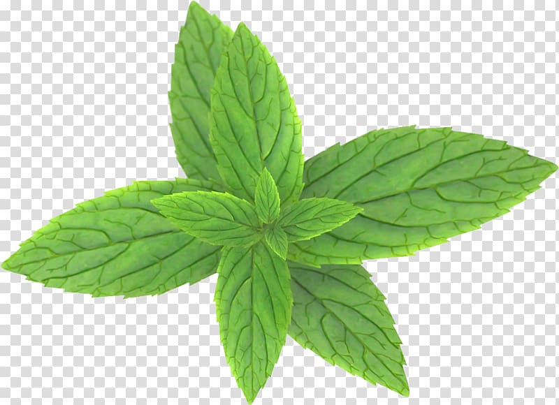 green leaf illustration, Peppermint , Pepermint transparent background PNG clipart