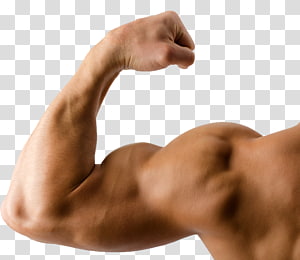 Muscle PNG Image, Free Download Muscles Pictures - Free Transparent PNG  Logos