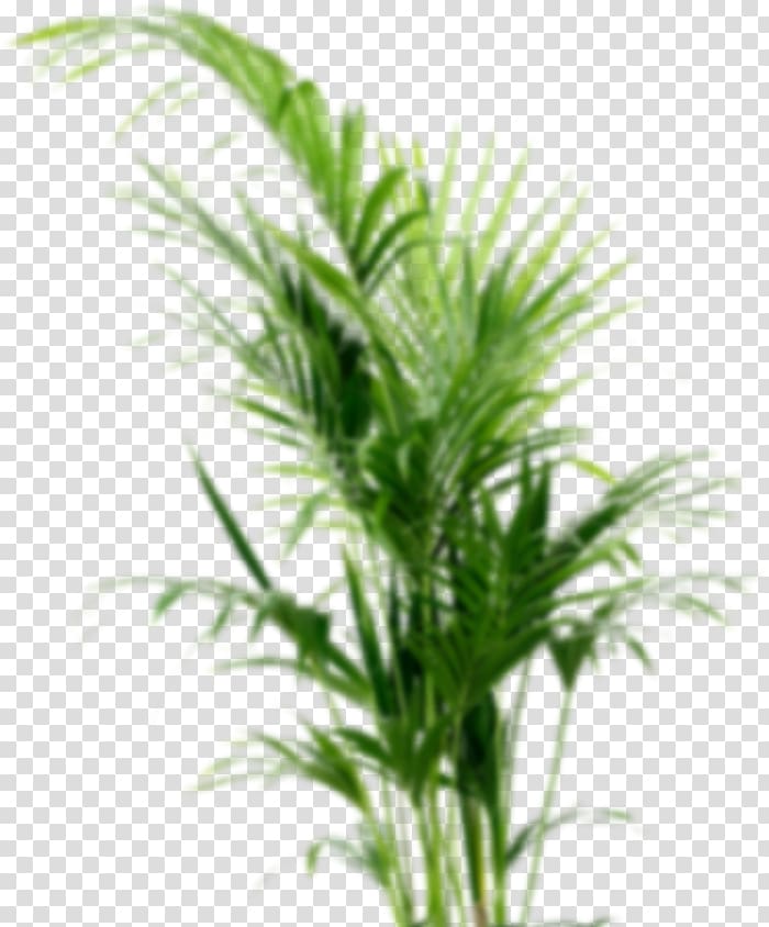 Howea forsteriana Houseplant Flowerpot Arecaceae, plant transparent background PNG clipart