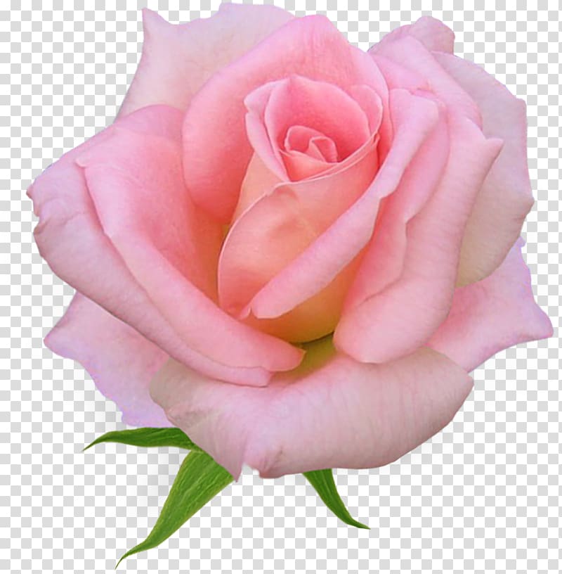 Rose Pink flowers , rose transparent background PNG clipart