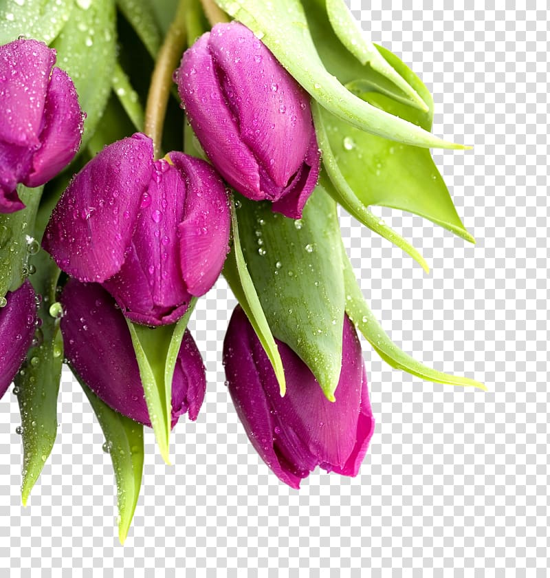 Tulip mania Cut flowers, lily transparent background PNG clipart