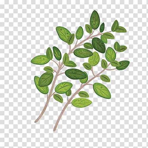 Garden Thyme Herb Parsley Leaf, Leaf transparent background PNG clipart