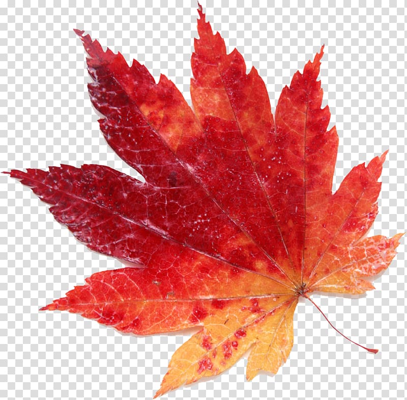 Maple leaf Red, Leaf transparent background PNG clipart