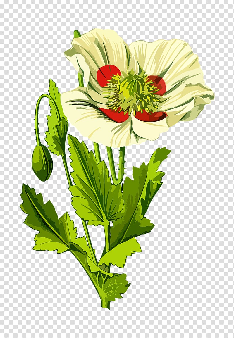 Opium poppy Common poppy Plant Poppy seed, botanical flowers transparent background PNG clipart
