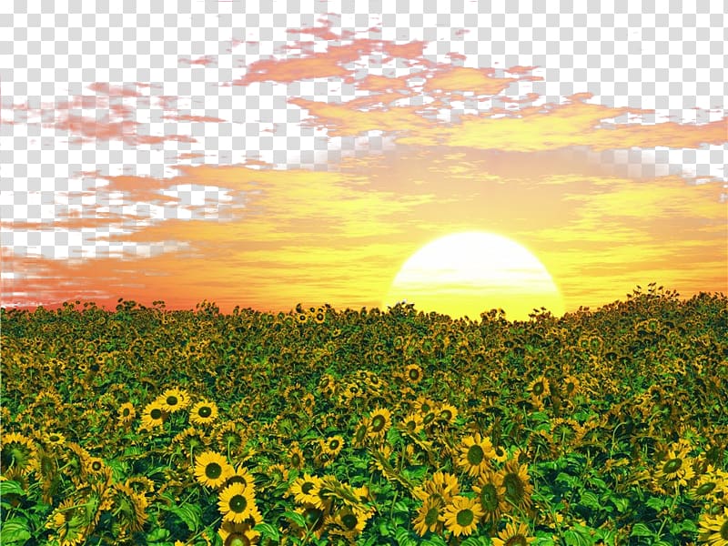 golden sunshine transparent background PNG clipart