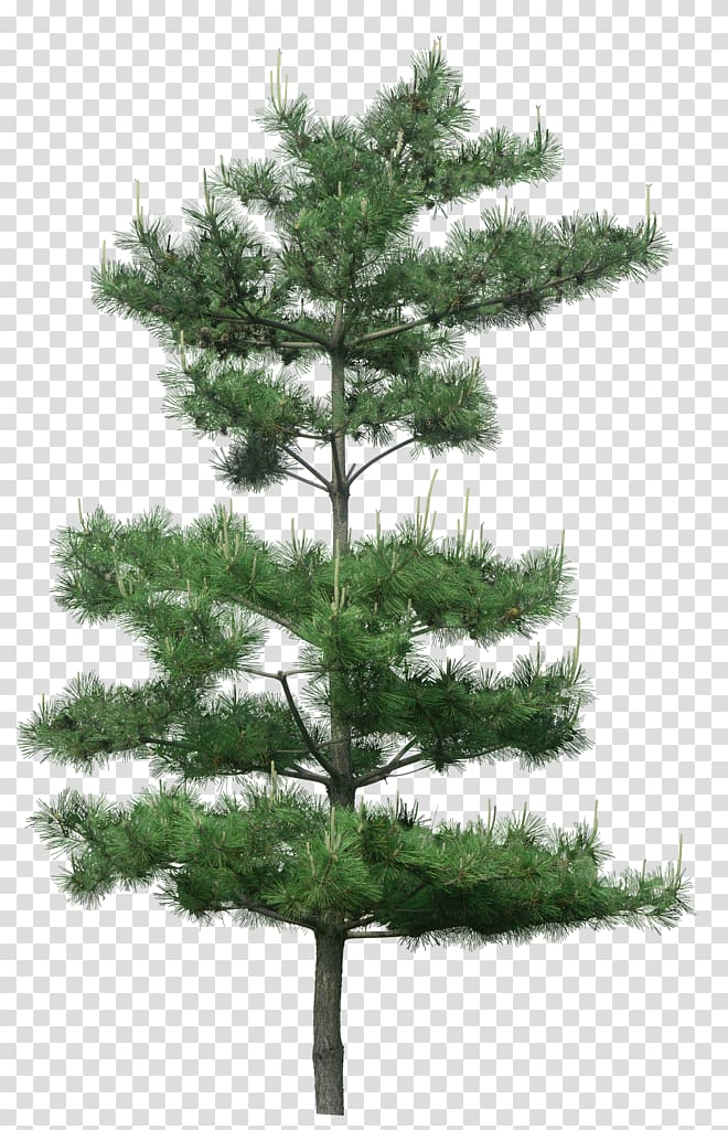 green pine tree, Tree Pine, Green pine tree decoration pattern transparent background PNG clipart