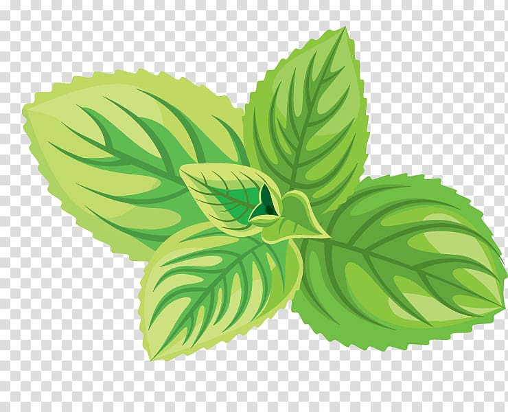 Green tea Cosmetics Herb Icon, Natural herbs transparent background PNG clipart