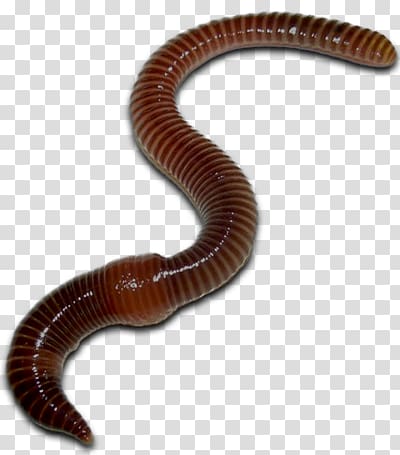 Worms transparent background PNG clipart