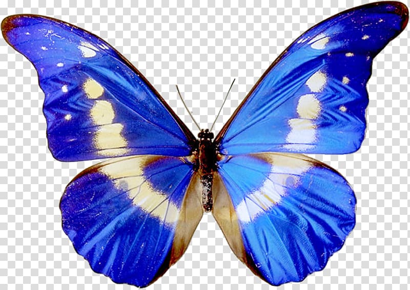 Butterfly Free content , Blue butterfly specimen transparent background PNG clipart