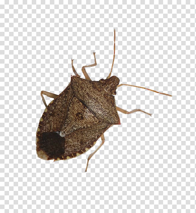 Beetle Brown marmorated stink bug True bugs Nysius Pest, bugs transparent background PNG clipart