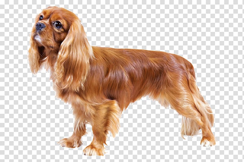 Cavalier King Charles Spaniel American Cocker Spaniel English Cocker Spaniel Italian Greyhound, puppy transparent background PNG clipart