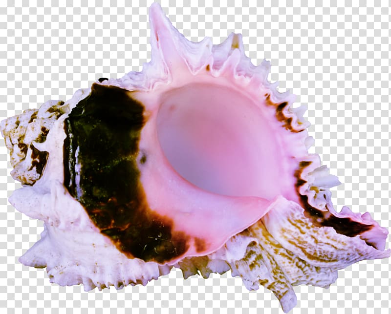 Cockle Seashell Sea snail Conch LiveInternet, seashell transparent background PNG clipart