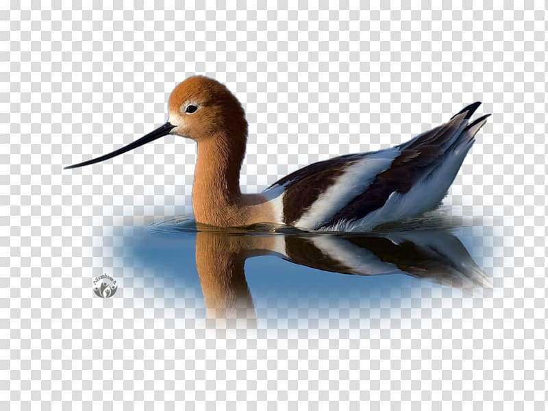 Duck American avocet Bird Nikon D4S Nikon D810, duck transparent background PNG clipart