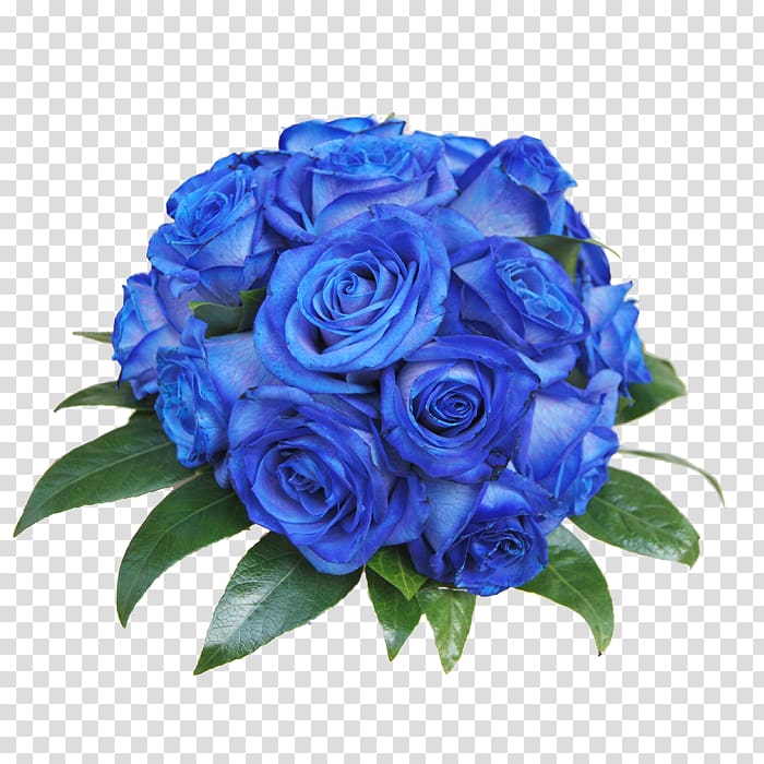 Blue rose Garden roses Centifolia roses Cut flowers, flower transparent background PNG clipart